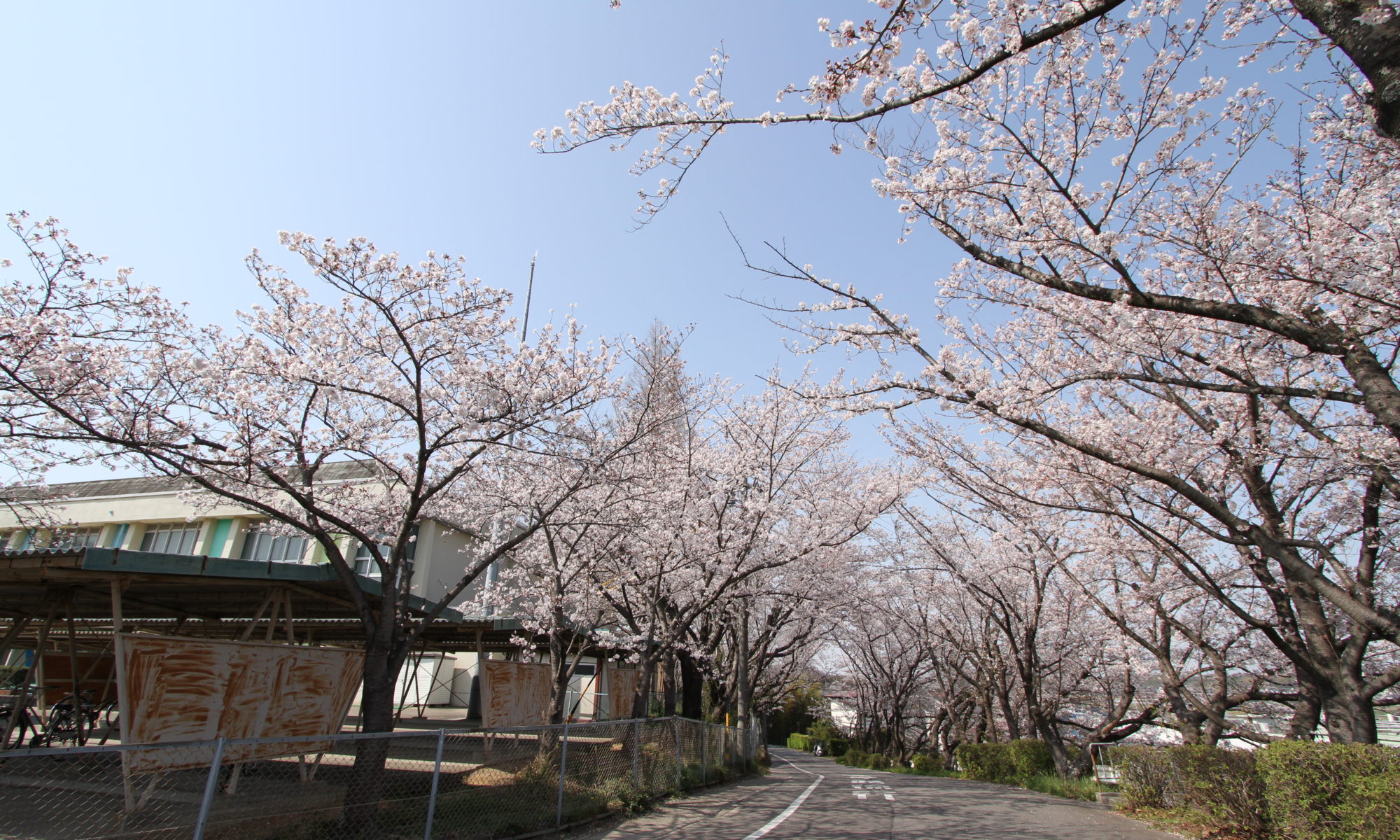 阿久比町 桜坂 19知多半島桜撮影12 カメラを片手に知多半島